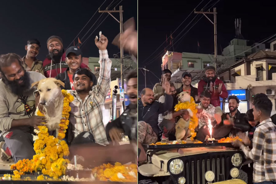 Men throw grand birthday bash for stray dog,video viral on internet