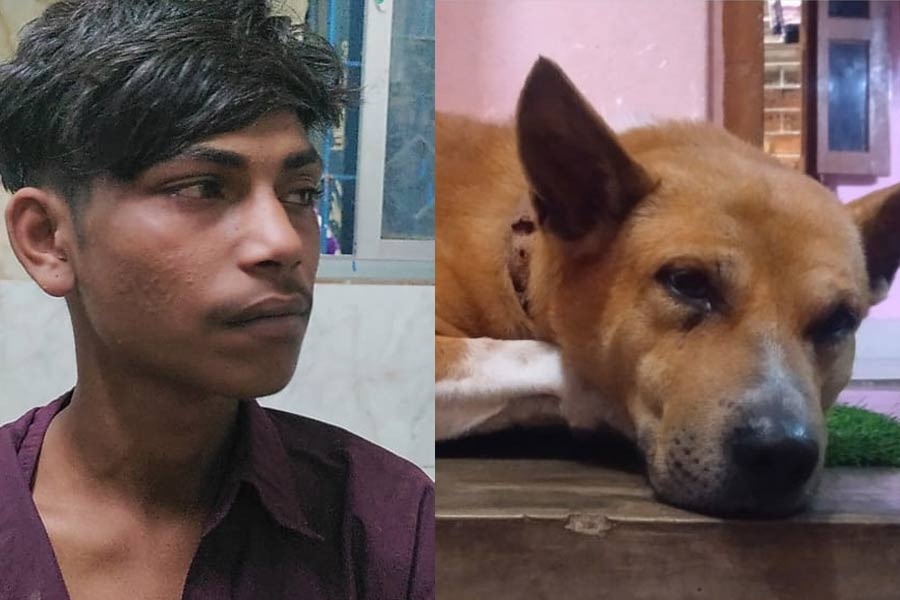 Offbeat News: People of Canning witness dangerous fight between pet dog and the thief