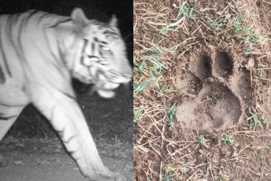 Royal Bengal Tiger in Purulia likely to change its territory, forest department discuss on that