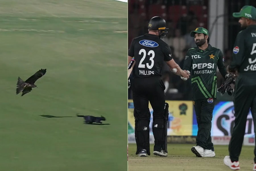 PAK vs NZ: A black Cat entered field and Kite chased it in ODI tri-series final between Pakistan and New Zealand