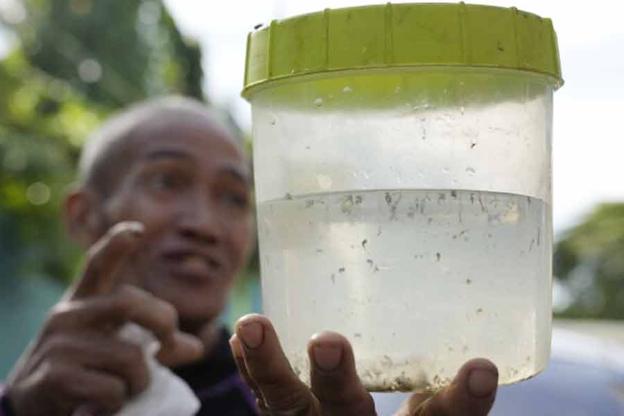 Philippines town offers bounty for mosquitoes as dengue rises