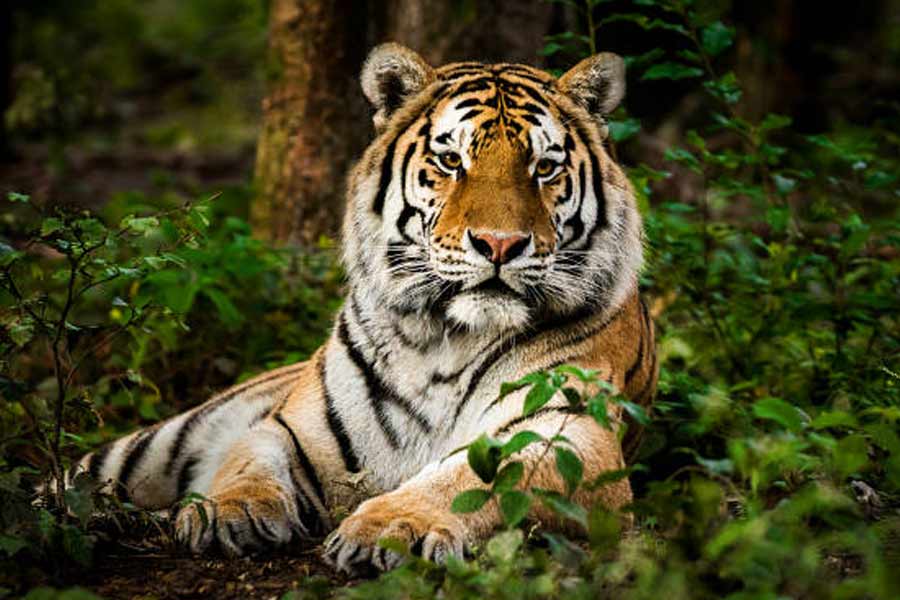 Specialists concerned on Royal Bengal Tigers entering locality