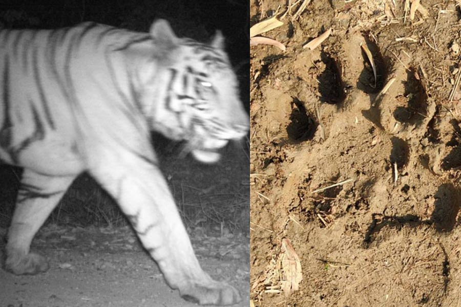 Royal Bengal Tiger from Jharkhand returns to Purulia after 12 days, footprints indicate movement