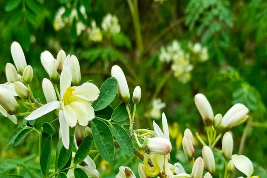 Drumstick Flower Benefits