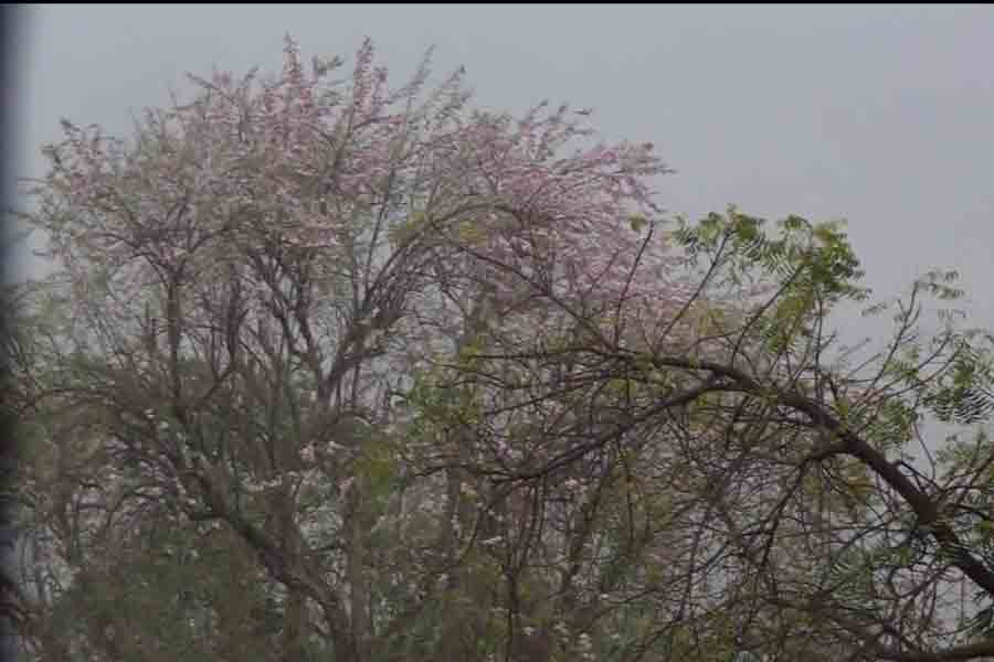 WB Weather Update: Rain lashes out in many districts in Bengal
