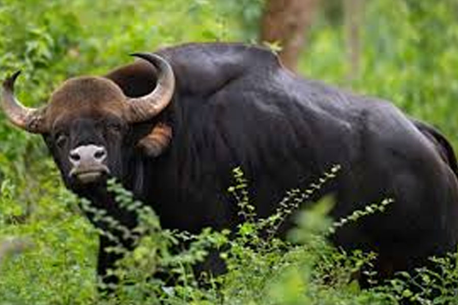 A bison killed by a car in Jalpaiguri