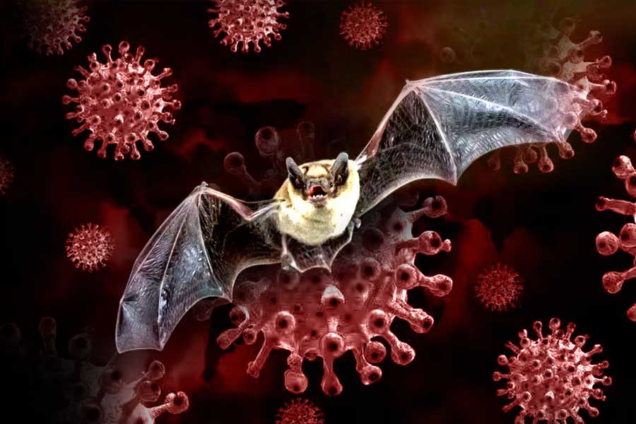 China discovers new bat coronavirus capable of infecting humans