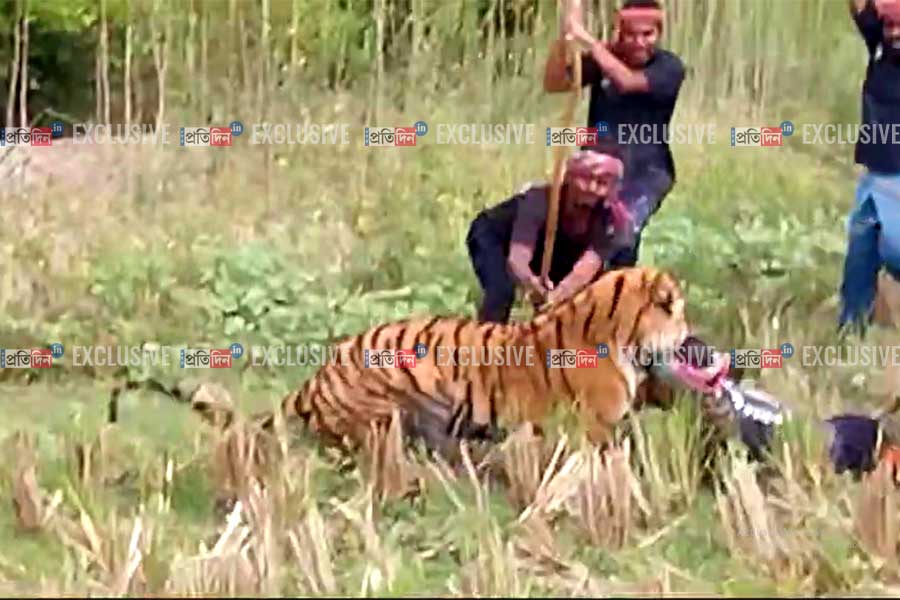 A forest worker allegedly attacked by Royal Bengal Tiger in Maipith