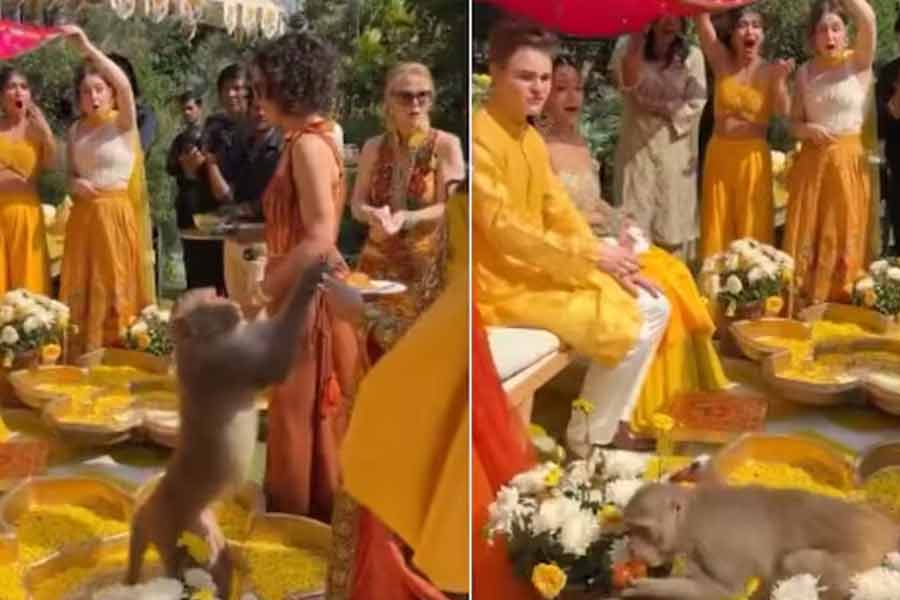 Monkey gatecrashes haldi ceremony, steals food from guest's plate