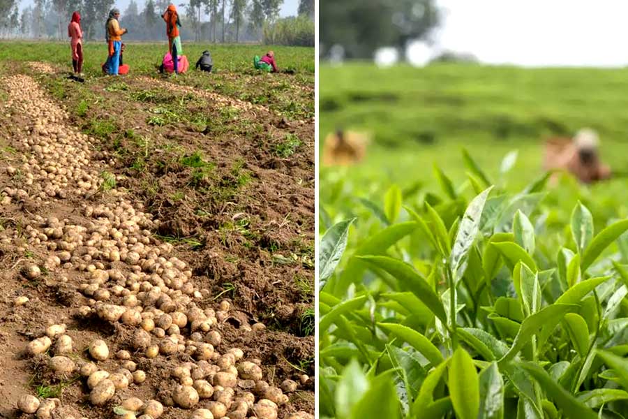Agriculture News: Potato cultivation hampered due to moisturous weather, tea belt is expecting rain