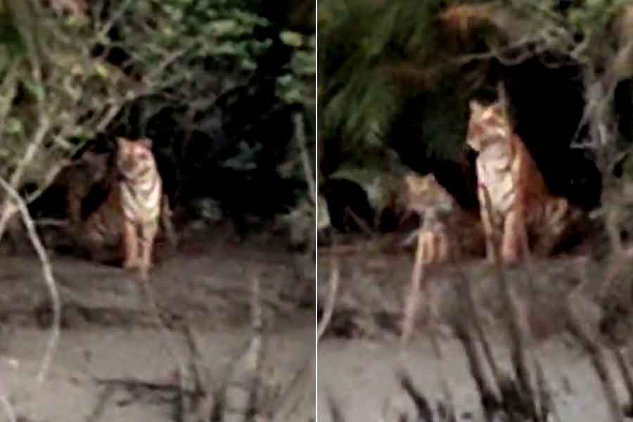Tourists are excited to see tigresses with family in Sundarban