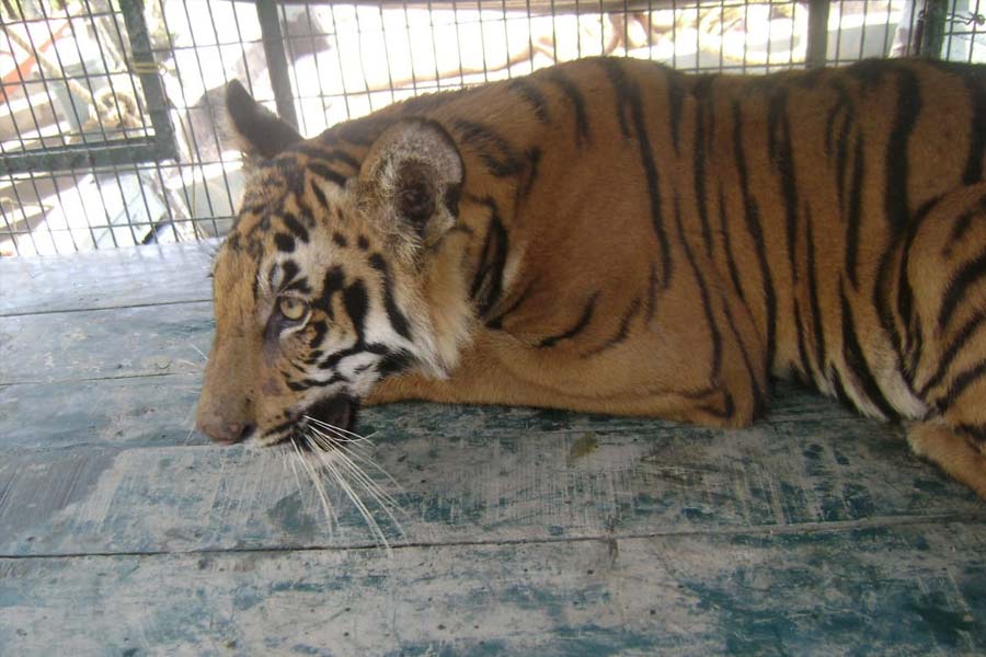 A Tiger of jharkhali tiger rescue centre died