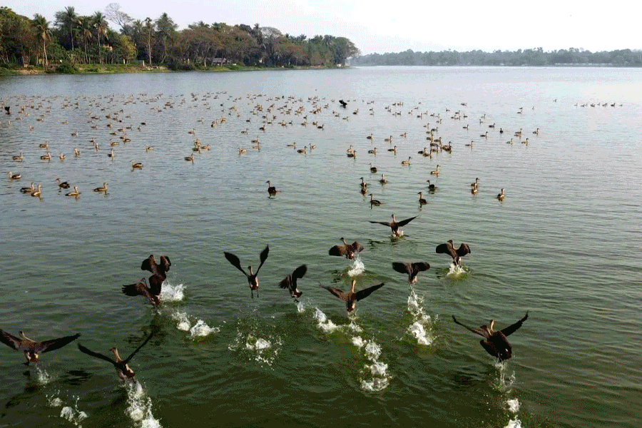 Pollution increased in Kankana Baor of Gobardanga