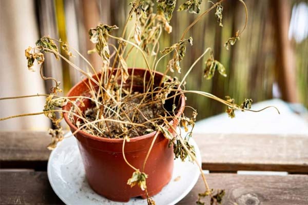 Dry plants