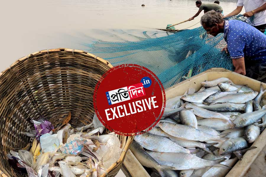 গর্ভেই ‘খুন’ ইলিশ, অন্ধকারে মাছের ভবিষ্যৎ, উৎস থেকে Exclusive রিপোর্ট