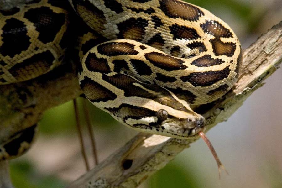 Python breaks hibernation, undergoes tumor surgery at Alipore Animal Hospital