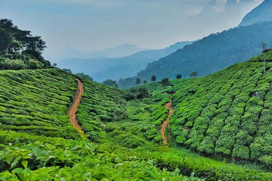 Manager of Jayantika tea garden killed, investigation underway