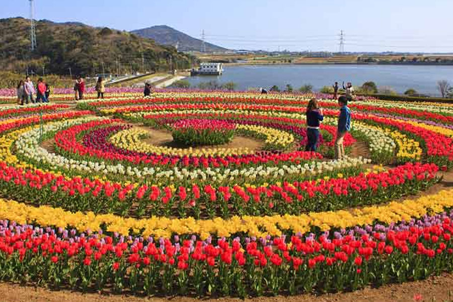 Tulip Festival in Kashmir start from March 26