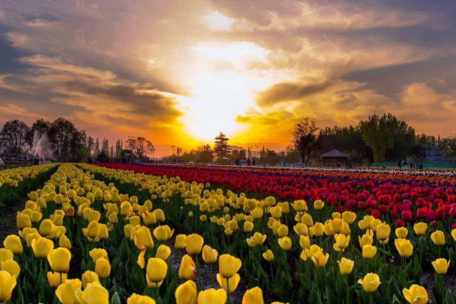 Tulip Festival in Kashmir start from March 26
