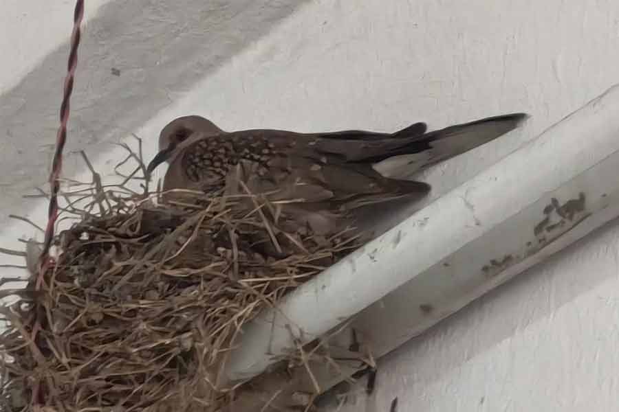 safe nest for birds in the classroom of Jibantala College