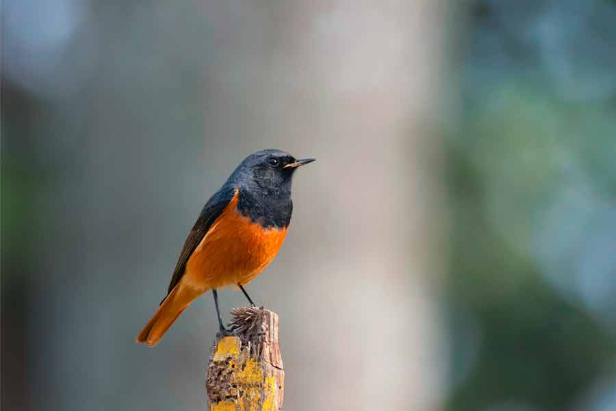 Bortir bil a secure address for migratory birds even in spring