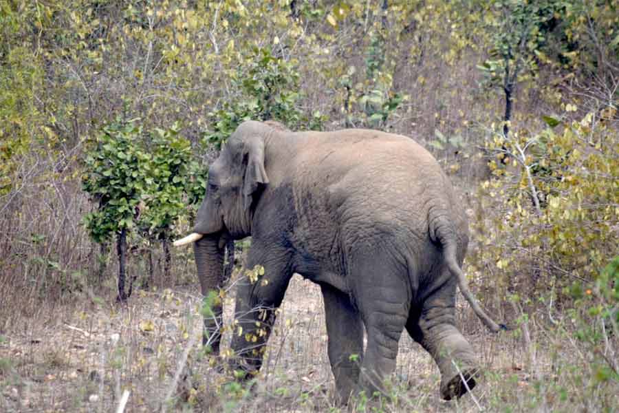 Online portal to be launched in the state to keep information on elephants