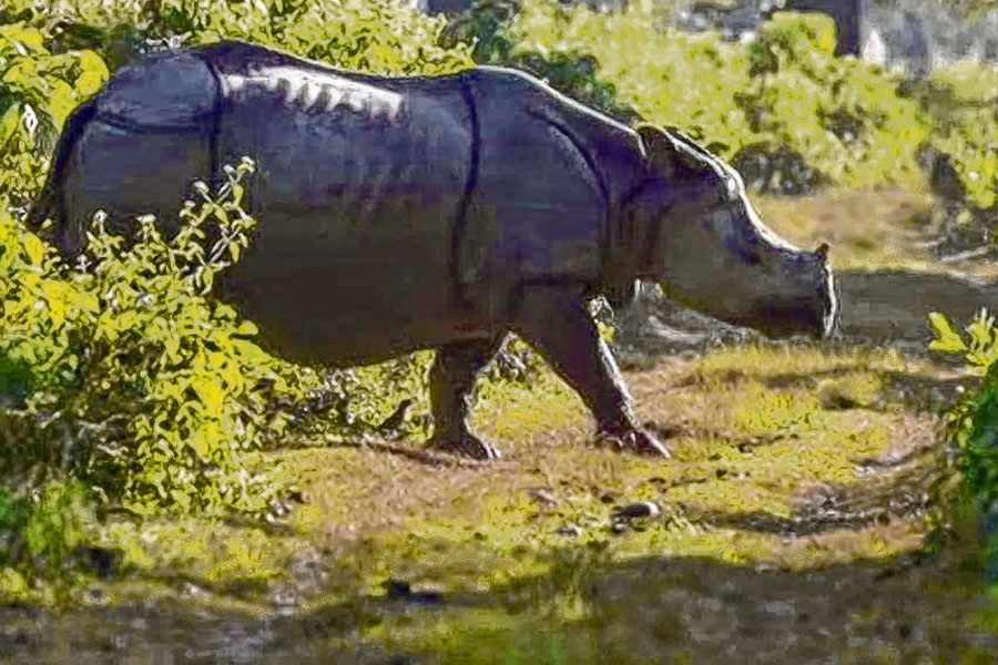 One-horned rhinoceros number increase in Jaldapara-Gorumara National Park