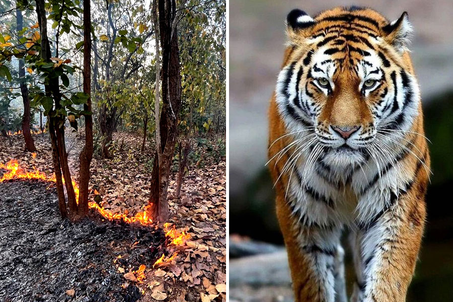 Forest department tries to secure territory of Royal Bengal Tiger in Purulia from forest fire in Jharkhand