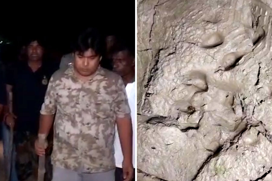 Again Tiger scare again in Kultali village