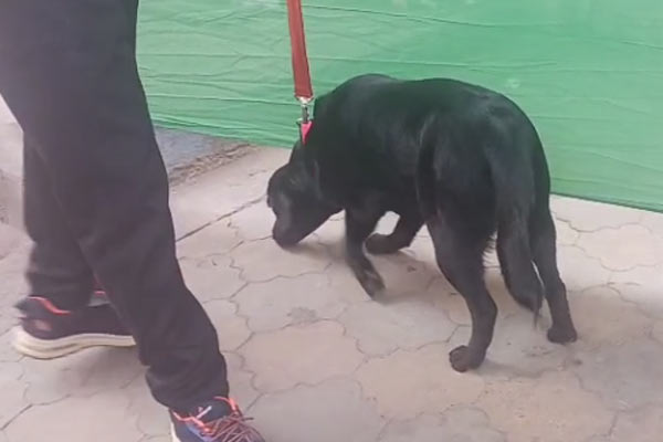 Dog