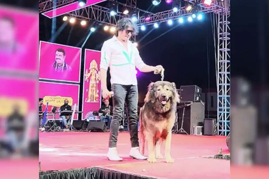 Bengaluru dog breeder claims to have bought a Rs 50 crore dog, ED reaches home