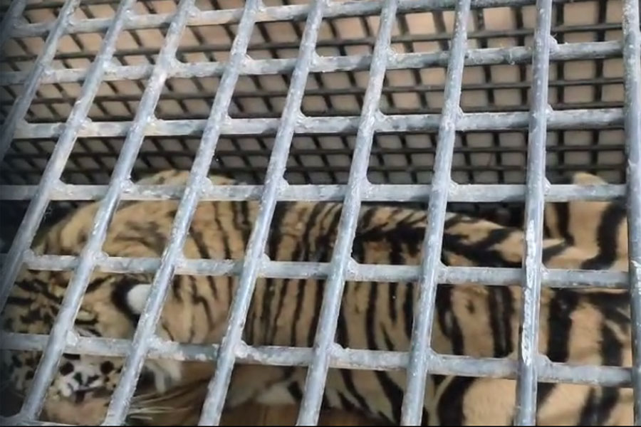 New Tiger from Alipore zoo to Jharkhali Tiger Rehabilitation Center