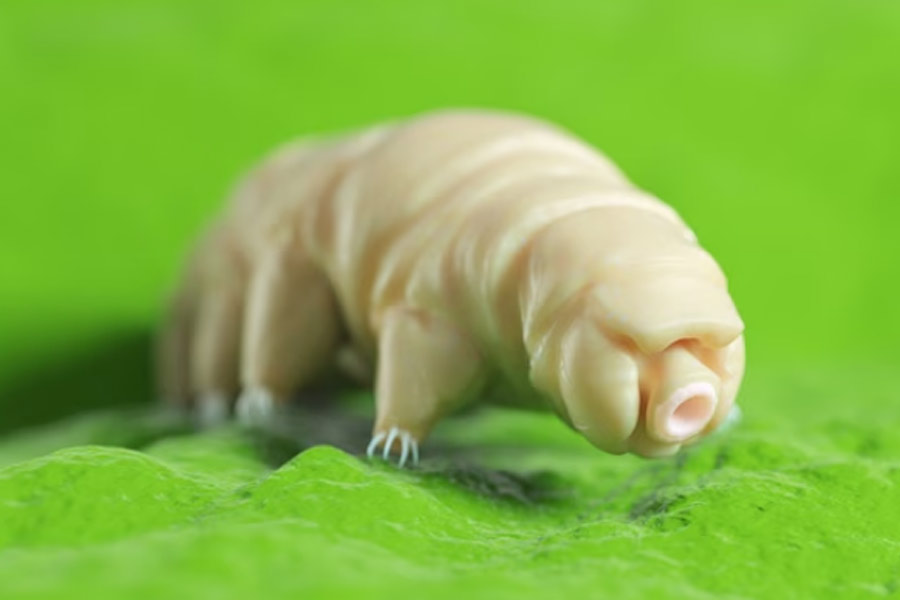 Isro is sending water bears to Space Station with Axiom-4 mission