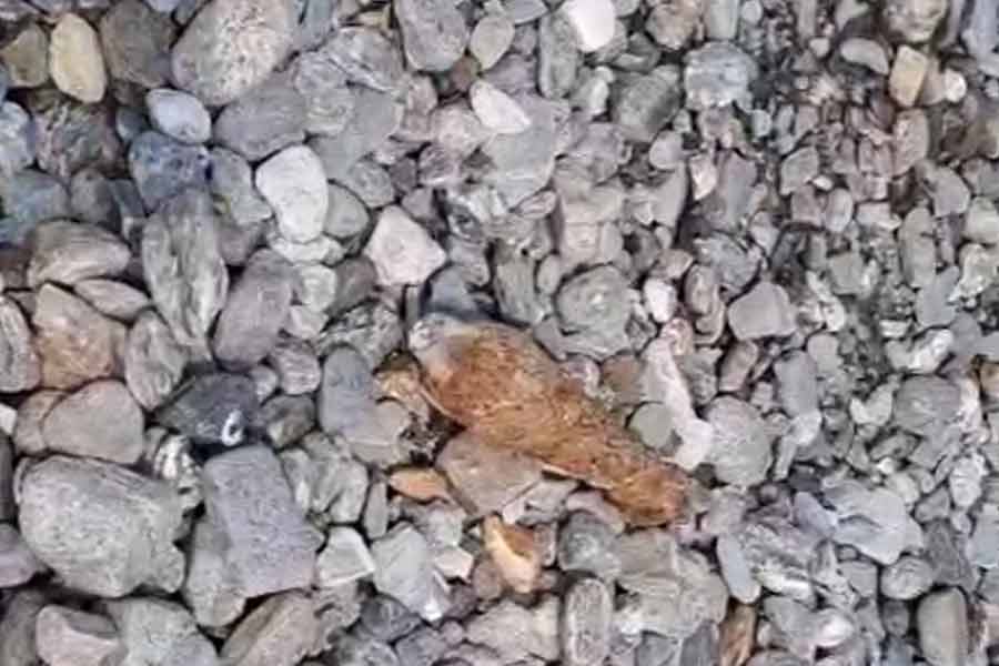 Mortarshell found in Cooch Behar