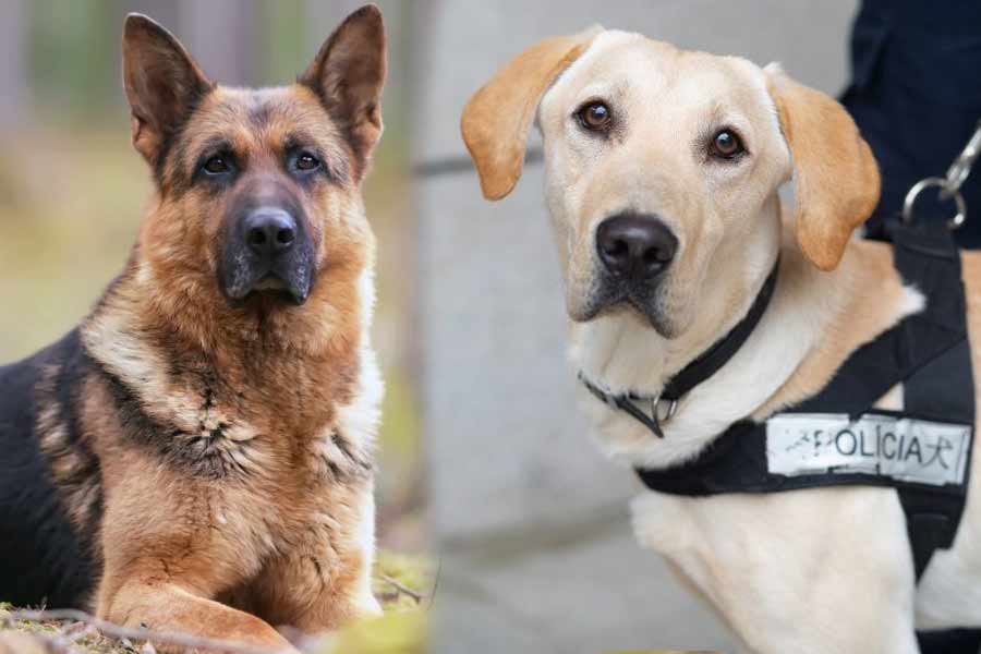 State sets standards for police dog food