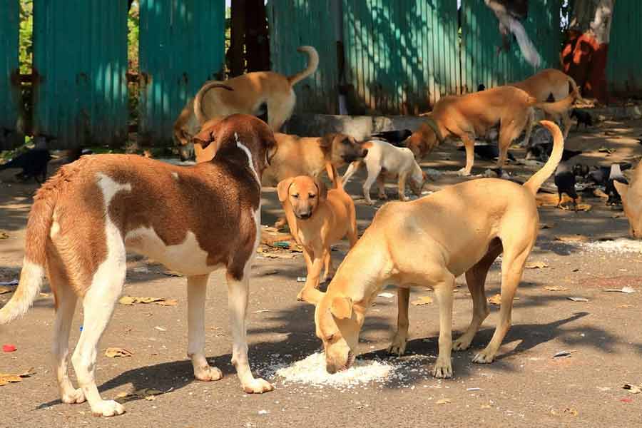 Man Caught Harrased Multiple Dogs In Delhi, Arrested