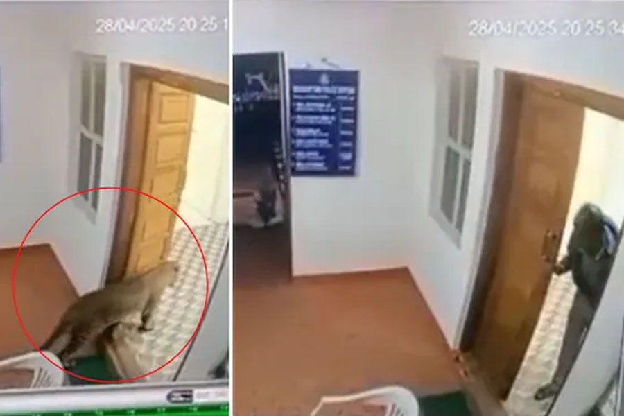 Leopard pays surprise visit to Tamil Nadu police station