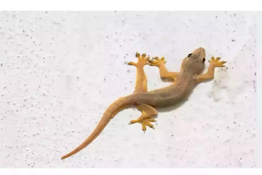 Home solutions: Four effective solutions to get rid of lizards