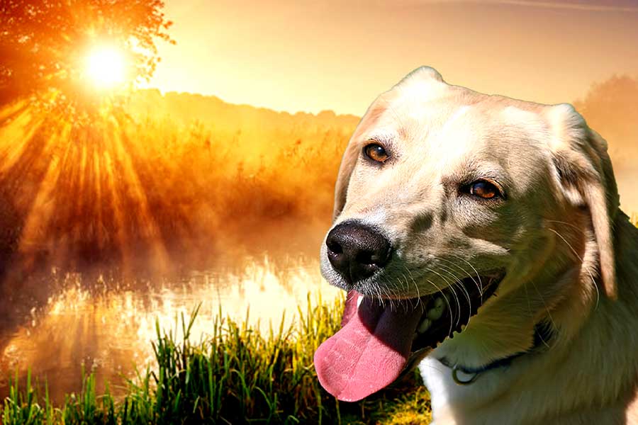 Dog squad of Police is given special diet to combat heat this time