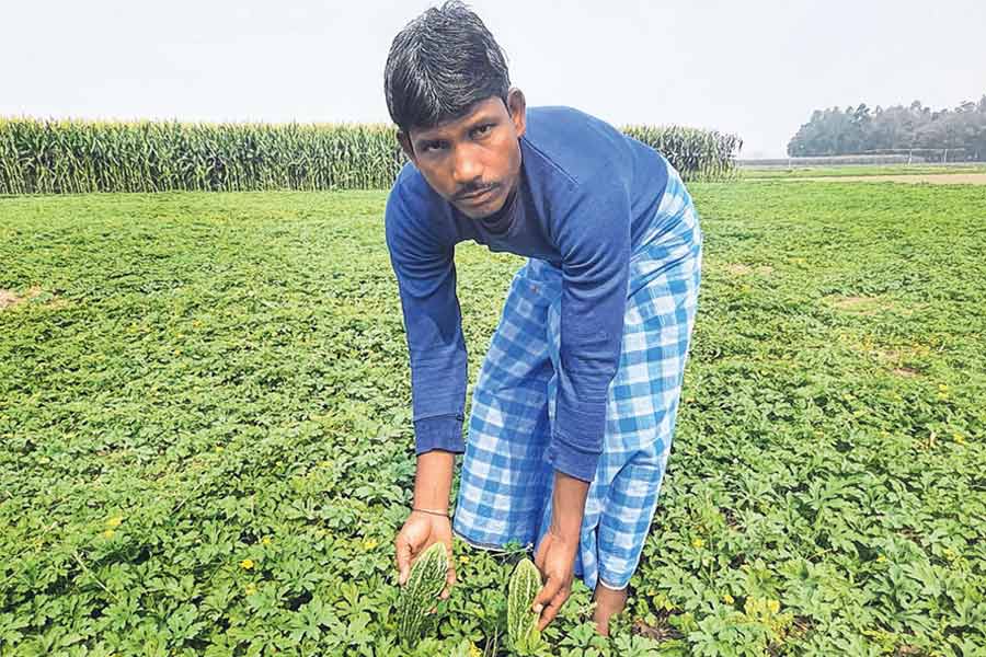 Crops from Siliguri are going to Rajasthan, Uttar Pradesh