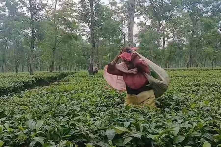 Rain brings relief to tea gardens of Terai-Dooars