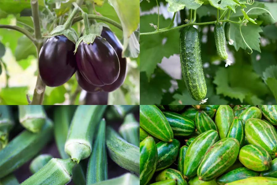 Summer vegetables for a cool and healthy lifestyle
