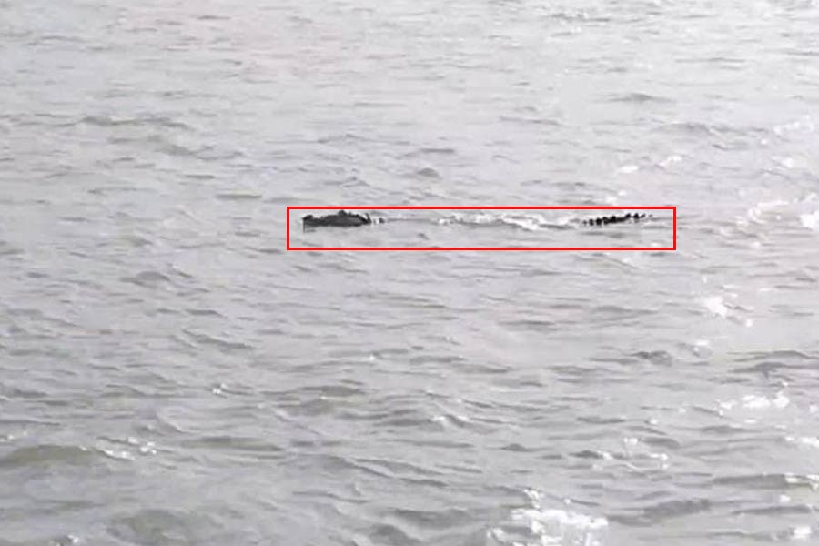 ভাগীরথীতে ফের কুমির দর্শন! সচেতনতায় দিনভর মাইকিং, আতঙ্কে বন্ধ স্নান