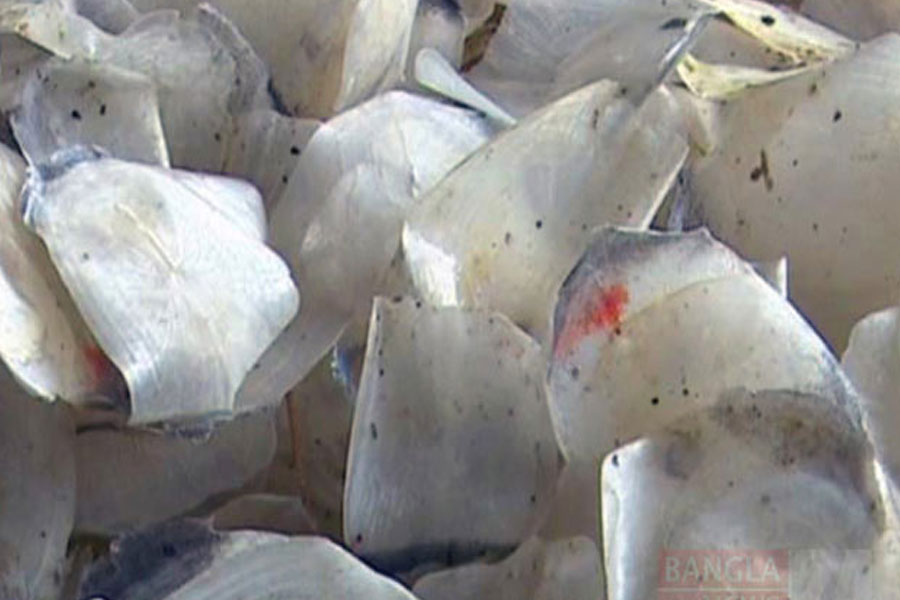 Fishermen making stuff from dried scales of fish in Balurghat
