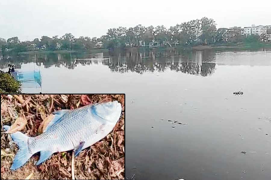 পুরুলিয়ার সাহেববাঁধের জলে ভাসছে মরা মাছ! মৎস্য দপ্তরের ভূমিকায় প্রশ্ন