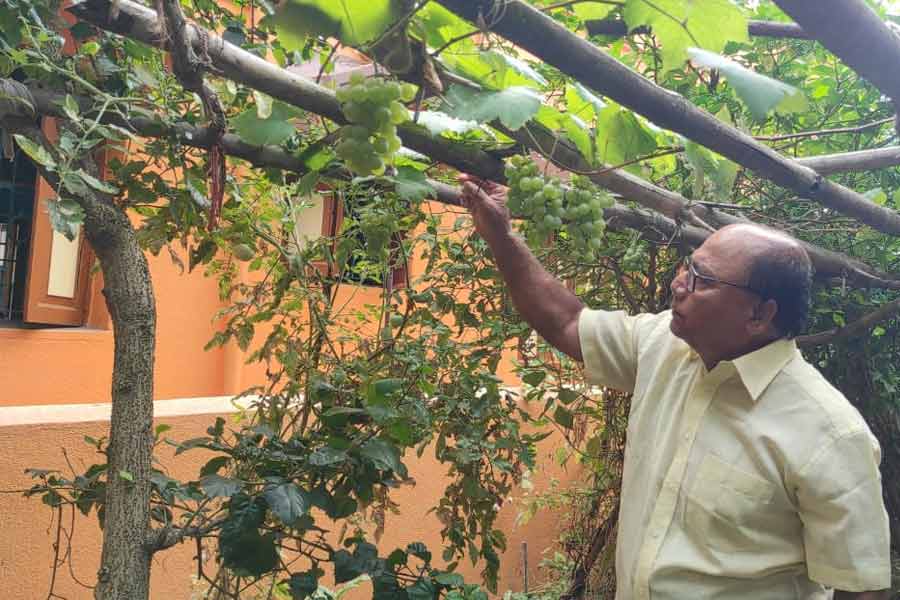 উঠোনেই ফলছে থোকা-থোকা আঙুর, শখের বাগানে তাক লাগালেন হুগলির বাসিন্দা