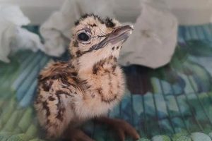 How 9 Great Indian Bustard chicks were moved under the cover of night amid Pak shelling