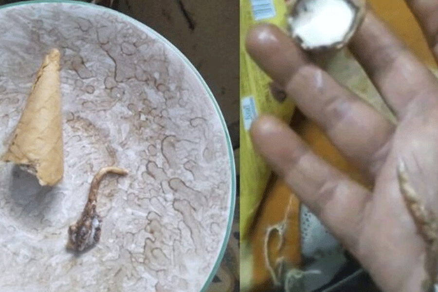 Woman Finds Lizard Tail In Ice Cream and Gujarat Shop Sealed