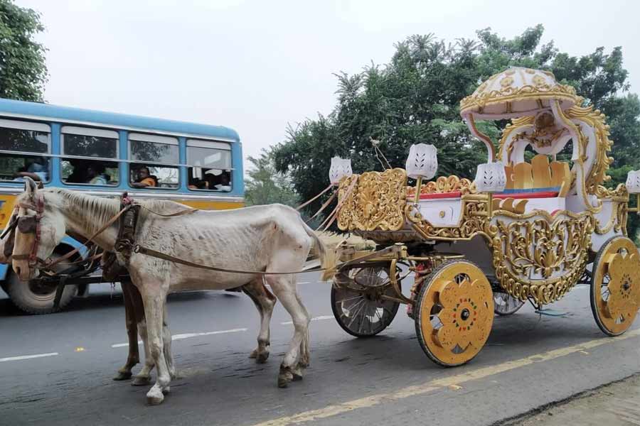 Kolkata police take action after a horse suffered heatstroke