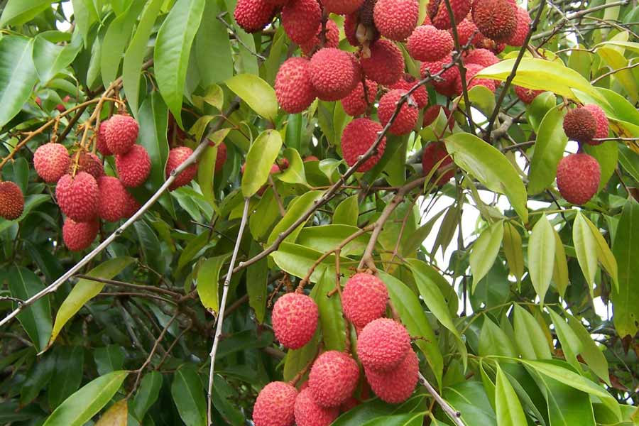 বাজারে বিক্রি হওয়া লিচু গুণমানে ভালো তো? কেনার আগে পরখ করে নিন এভাবে